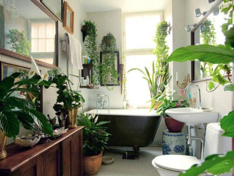Llena tu baño de brillo y color con las plantas correctas